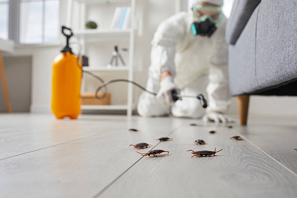 Post-Treatment Bed Bug Interceptor Monitoring in Terrell